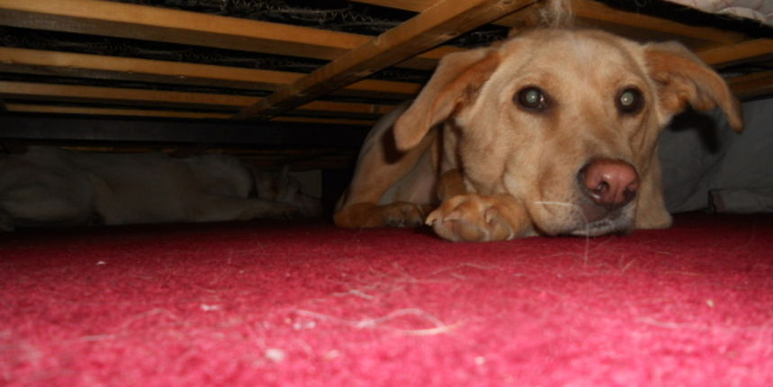 Prijatelji životinja pokreću peticiju: Nadglasajmo petarde svojim potpisima! Prijatelji životinja pokreću peticiju: Nadglasajmo petarde svojim potpisima!