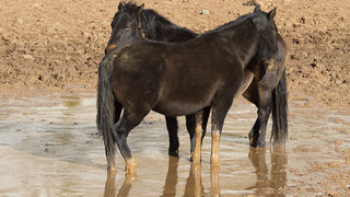 Libinje: Velebitski divlji konji, Foto: Leo Banić