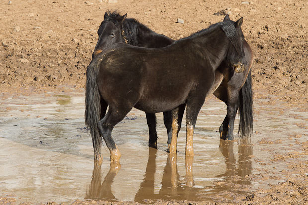 Libinje: Velebitski divlji konji, Foto: Leo Banić
