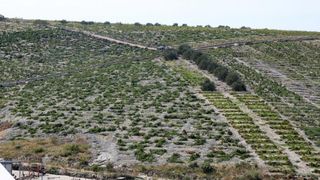 Primošten. Počela berba grožđa od kojeg se pravi svjetski poznato vino Babić. Photo: Duško Jaramaz/PIXSELL Primošten. Počela berba grožđa od kojeg se pravi svjetski poznato vino Babić. Photo: Duško Jaramaz/PIXSELL