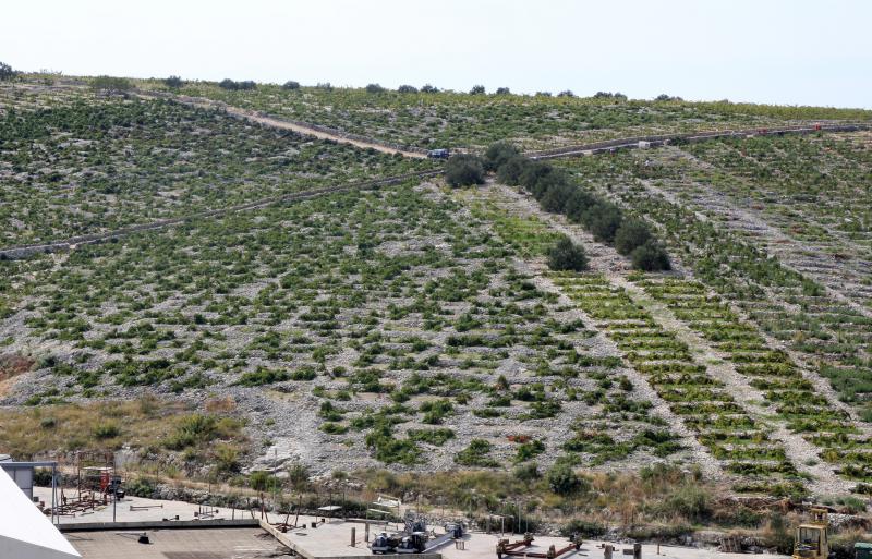 Primošten. Počela berba grožđa od kojeg se pravi svjetski poznato vino Babić. Photo: Duško Jaramaz/PIXSELL Primošten. Počela berba grožđa od kojeg se pravi svjetski poznato vino Babić. Photo: Duško Jaramaz/PIXSELL
