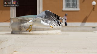 Đir po gradu, srijeda 2. svibnja 2018. Đir po gradu, srijeda 2. svibnja 2018.