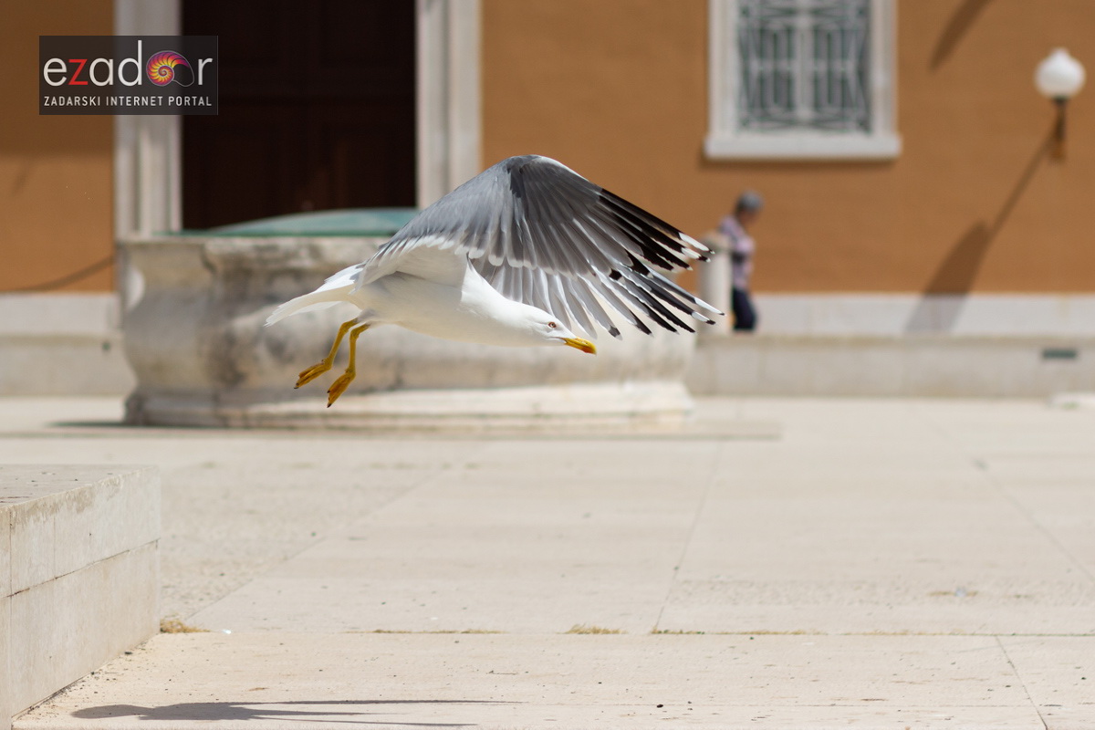 Đir po gradu, srijeda 2. svibnja 2018. Đir po gradu, srijeda 2. svibnja 2018.