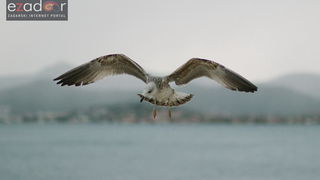 Đir po gradu, ponedjeljak 13. studenog 2017. Galeb u letu