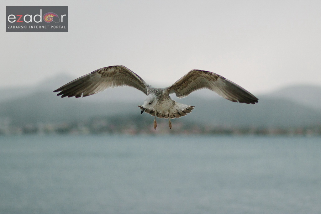 Đir po gradu, ponedjeljak 13. studenog 2017. Galeb u letu
