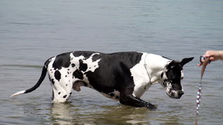 Zadar: Medjunarodna izlozba pasa CACIB 1. svibnja 2010.