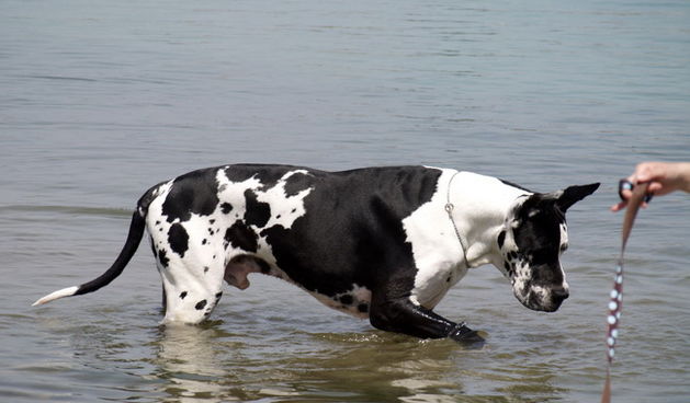 Zadar: Medjunarodna izlozba pasa CACIB 1. svibnja 2010.