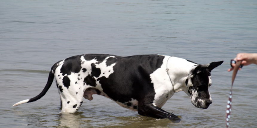 Zadar: Medjunarodna izlozba pasa CACIB 1. svibnja 2010.