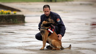 Zadar, 060513.
Vatrogasni dom Zadar.
Pokazna vjezba vatrogasaca povodom obiljezavanja Dana vatrogasaca i njihova zastitnika Svetog Florijana.
Na fotografiji: potrazni pas.
Foto: Jure Miskovic / CROPIX Zadar, 060513.
Vatrogasni dom Zadar.
Pokazna vjezba vatrogasaca povodom obiljezavanja Dana vatrogasaca i njihova zastitnika Svetog Florijana.
Na fotografiji: potrazni pas.
Foto: Jure Miskovic / CROPIX