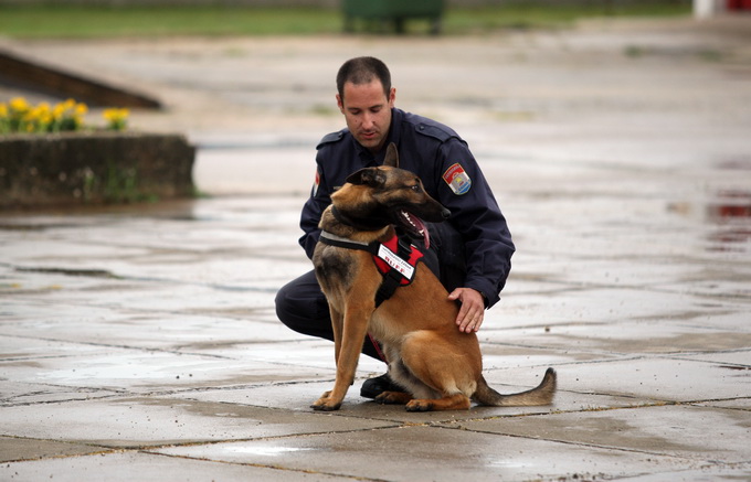 Zadar, 060513.
Vatrogasni dom Zadar.
Pokazna vjezba vatrogasaca povodom obiljezavanja Dana vatrogasaca i njihova zastitnika Svetog Florijana.
Na fotografiji: potrazni pas.
Foto: Jure Miskovic / CROPIX Zadar, 060513.
Vatrogasni dom Zadar.
Pokazna vjezba vatrogasaca povodom obiljezavanja Dana vatrogasaca i njihova zastitnika Svetog Florijana.
Na fotografiji: potrazni pas.
Foto: Jure Miskovic / CROPIX
