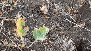 Polača: 14. Međunarodne konjičke utrke “Oluja 95”, Foto: Leo Banić Polača: 14. Međunarodne konjičke utrke “Oluja 95”, Foto: Leo Banić