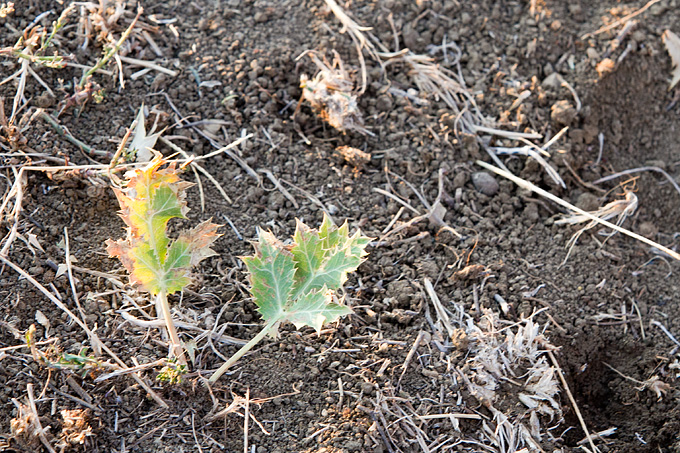 Polača: 14. Međunarodne konjičke utrke “Oluja 95”, Foto: Leo Banić Polača: 14. Međunarodne konjičke utrke “Oluja 95”, Foto: Leo Banić