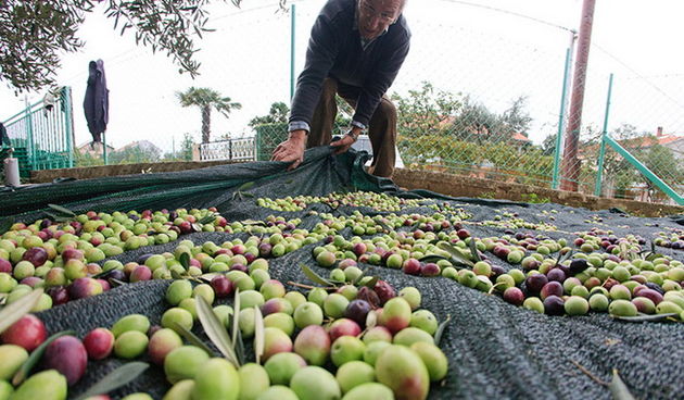 U berbi maslina, Foto: Leo Banić