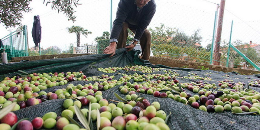 U berbi maslina, Foto: Leo Banić