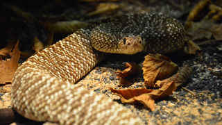 Otvorenje izložbe “Zmije – opasna ljepota”, foto: Iva Perinčić Otvorenje izložbe “Zmije – opasna ljepota”, foto: Iva Perinčić