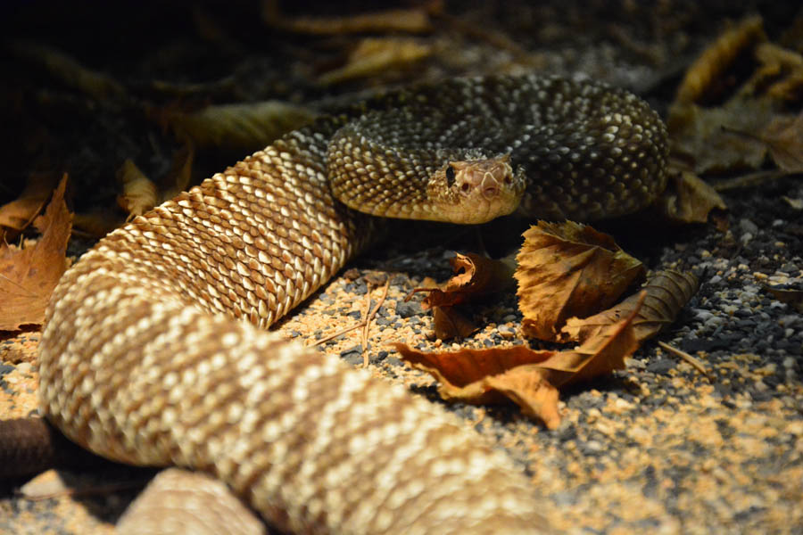 Otvorenje izložbe “Zmije – opasna ljepota”, foto: Iva Perinčić Otvorenje izložbe “Zmije – opasna ljepota”, foto: Iva Perinčić