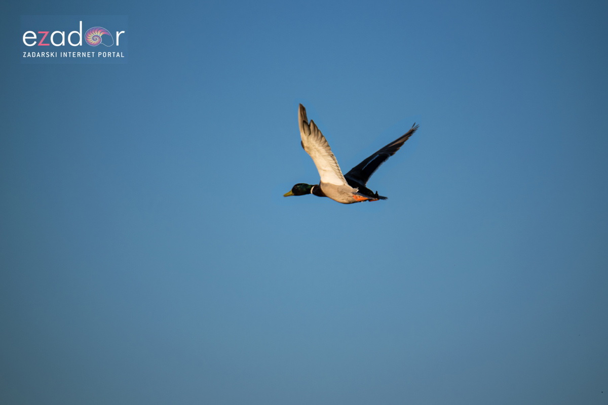 Nedjeljno svitanje na Vranskom jezeru Nedjeljno svitanje na Vranskom jezeru