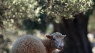 Pag, Lun, 221012.
Berba maslina u lunskom masliniku koji se nalazi kod mjesta Lun na otoku Pagu. Omedjen je suhozidima, prostire se na 400 hektara i sadrzi oko 80.000 stabala maslina. Najveci je maslinik u Hrvatskoj. U Lunskom masliniku rastu brojne jedin Pag, Lun, 221012.
Berba maslina u lunskom masliniku koji se nalazi kod mjesta Lun na otoku Pagu. Omedjen je suhozidima, prostire se na 400 hektara i sadrzi oko 80.000 stabala maslina. Najveci je maslinik u Hrvatskoj. U Lunskom masliniku rastu brojne jedin