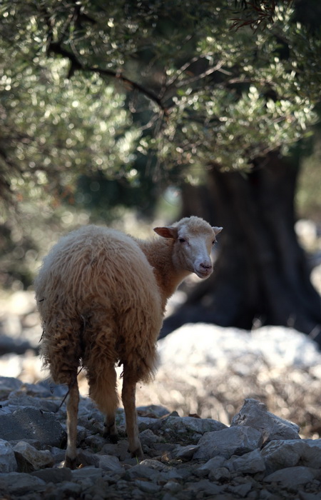 Pag, Lun, 221012.
Berba maslina u lunskom masliniku koji se nalazi kod mjesta Lun na otoku Pagu. Omedjen je suhozidima, prostire se na 400 hektara i sadrzi oko 80.000 stabala maslina. Najveci je maslinik u Hrvatskoj. U Lunskom masliniku rastu brojne jedin Pag, Lun, 221012.
Berba maslina u lunskom masliniku koji se nalazi kod mjesta Lun na otoku Pagu. Omedjen je suhozidima, prostire se na 400 hektara i sadrzi oko 80.000 stabala maslina. Najveci je maslinik u Hrvatskoj. U Lunskom masliniku rastu brojne jedin