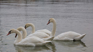 Labudovi u Bibinjama 10. siječnja 2013, Foto: Leo Banić