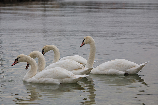 Labudovi u Bibinjama 10. siječnja 2013, Foto: Leo Banić