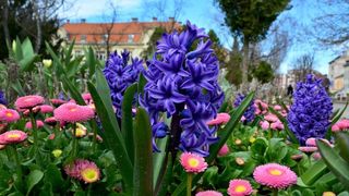Boje i mirisi proljeća, Foto: CROPIX