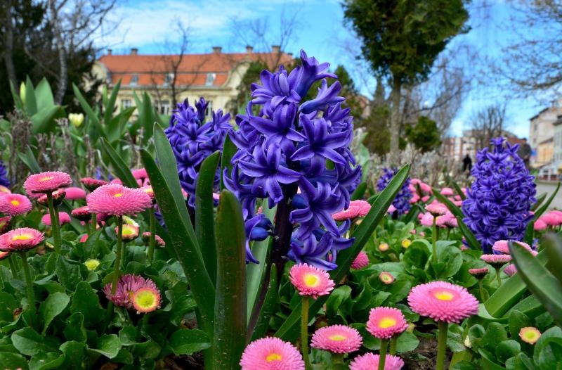Boje i mirisi proljeća, Foto: CROPIX