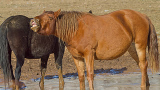 Divlji konji, foto: Leo Banić