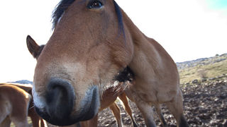 Divlji konji, foto: Leo Banić