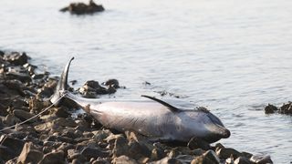 Na plaži u Zablaću pronađen uginuli dupin Na plaži u Zablaću pronađen uginuli dupin