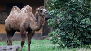 U Zoološki vrt Grada Zagreba stigla je mlada dvogrba deva Zsofia