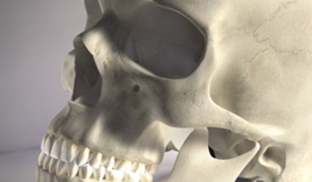 lubanja (foto: www.3dscience.com)