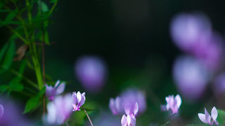Izlet u NP Krka: Skradin, Skradinski buk, Visovac, foto: Darko Belančić