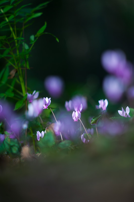 Izlet u NP Krka: Skradin, Skradinski buk, Visovac, foto: Darko Belančić