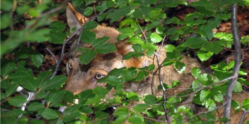 Vuk, Foto: Hina Vuk, Foto: Hina