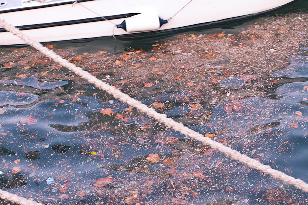 Tramontana u Zadru 17. prosinca 2011., Foto: Leo Banić Tramontana u Zadru 17. prosinca 2011., Foto: Leo Banić