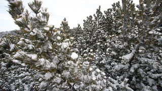 Đir do vrha Zečjak na sjevernom Velebitu, Foto: Leo Banić