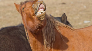 Libinje: Velebitski divlji konji, Foto: Leo Banić