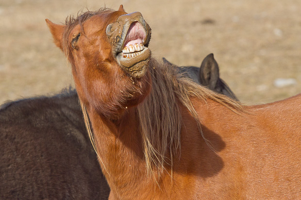 Libinje: Velebitski divlji konji, Foto: Leo Banić