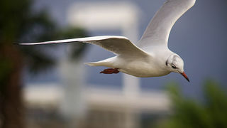 Galebov let (foto:Saša Čuka)