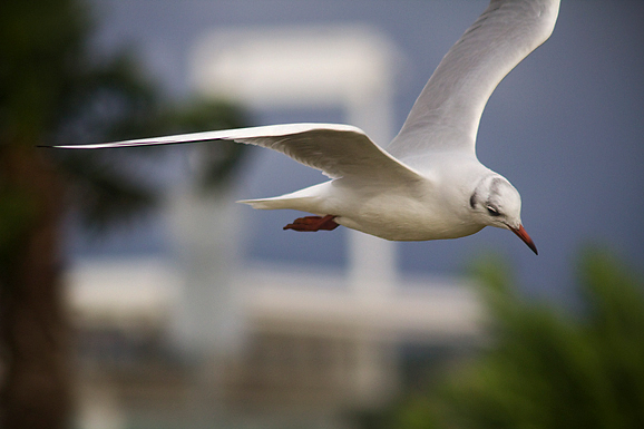 Galebov let (foto:Saša Čuka)