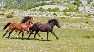 Divlji konji Velebita, foto: Leo Banic