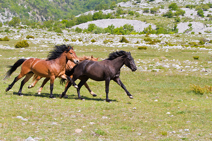 Divlji konji Velebita, foto: Leo Banic