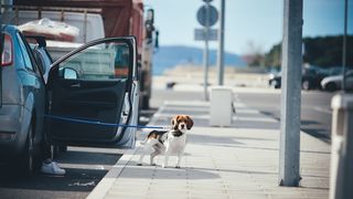 Đir po Sutomišćici Đir po Sutomišćici