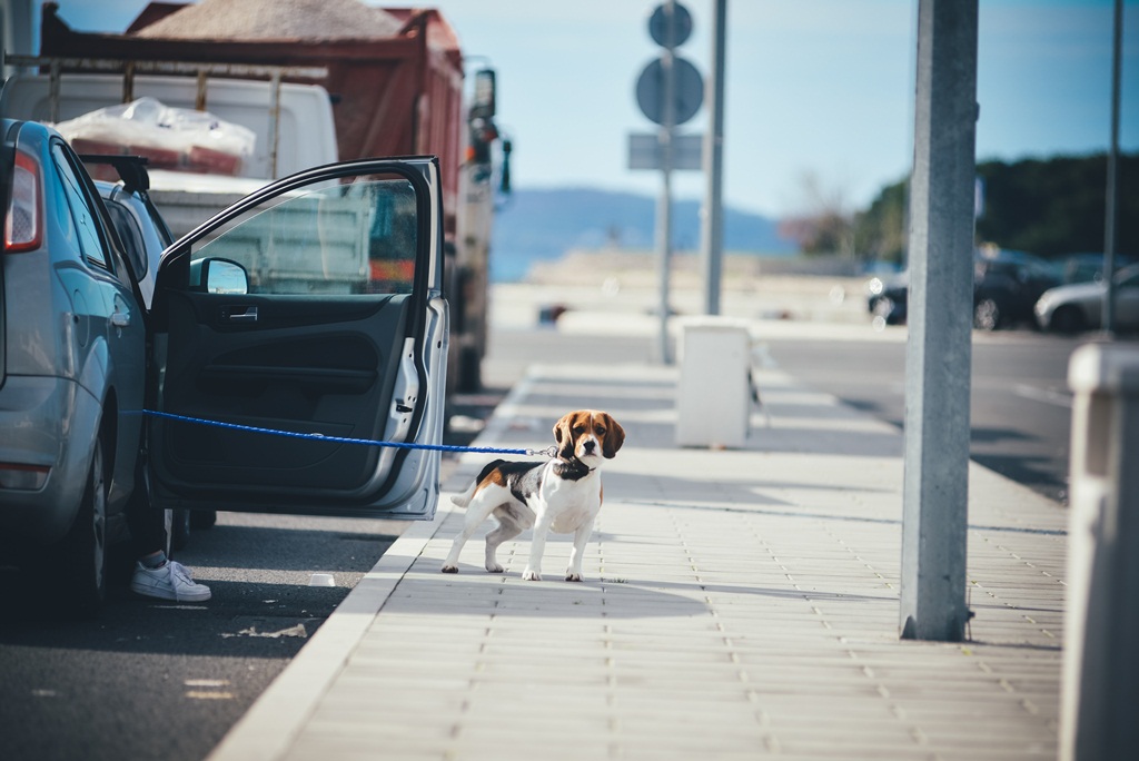 Đir po Sutomišćici Đir po Sutomišćici