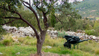 Image 1191183 (auto)