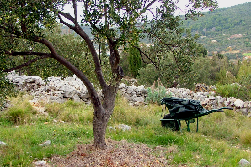 Image 1191183 (auto)