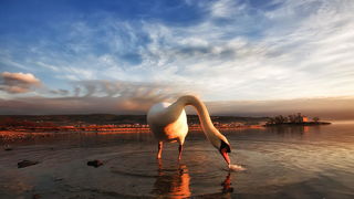 Prekrasni labuđi par u blizini crkvice Sv. Duha, Foto: Roberto Lerga Prekrasni labuđi par u blizini crkvice Sv. Duha, Foto: Roberto Lerga