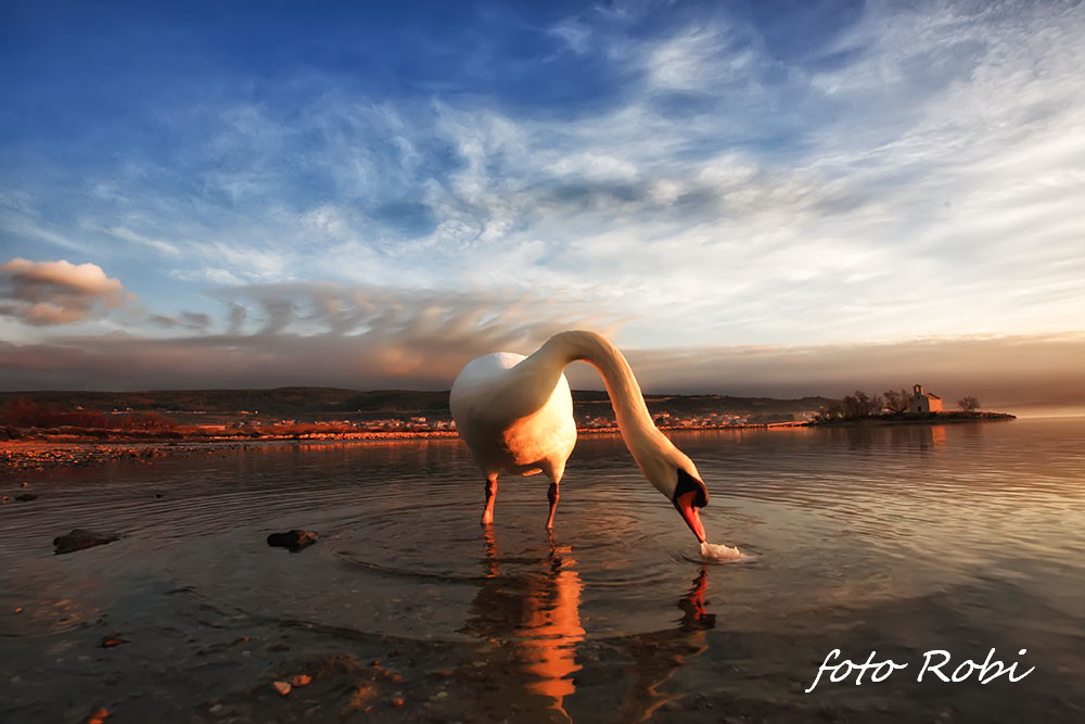 Prekrasni labuđi par u blizini crkvice Sv. Duha, Foto: Roberto Lerga Prekrasni labuđi par u blizini crkvice Sv. Duha, Foto: Roberto Lerga