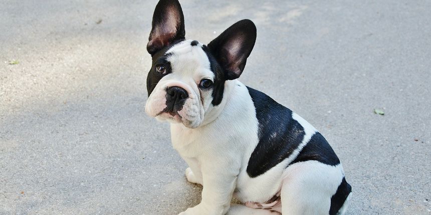 Kakav je francuski buldog kao kućni ljubimac